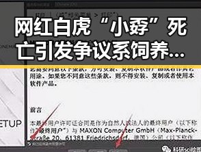网红白虎“小孬”死亡引发争议系饲养员违规操作与住房公积金条例修订引发关注